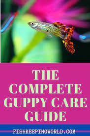 The Complete Guppy Care Guide 2020 Breeding Tank Requirements Fancy Varieties Guppy Guppy Fish Tropical Freshwater Fish