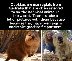 M Not Perfect Quotes Quokkas Are Marsupials From Australia That Are Often Referred To As The Happiest Animal In The World Happy Animals Cool Pets Fun Facts