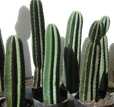 Te ayudamos con tu cactus en miniatura la tierra para los cactus pequeños es un elemento muy importante pero que pocas veces se le da ese reconocimiento. Cuidar Los Cactus En Verano Jardineria On