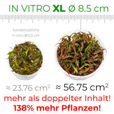 Image result for Ranalisma