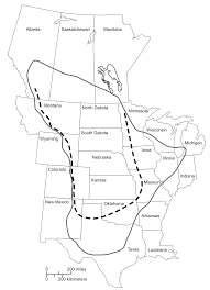 Image result for Pellaea longipilosa