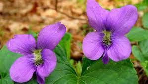 Rhode island, illinois, and wisconsin also recognize violet as an official state symbol. Do You Know New Jersey S State Symbols