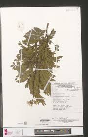 Image result for Scorodophloeus