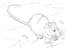 Here, the given pages are perfect for those who are new to this since it is a one color job, it would be easy for your kid to get the thing done without any help from your side. Realistic Brown Rat Coloring Page Free Printable Coloring Pages For Kids