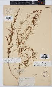 Image result for Pearsonia mesopontica