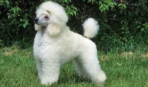 Mini poodle health & feeding. Poodle Breed Information