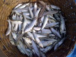Questo piano alimentare includerà ingredienti e cibi che vi aiuteranno a regolare i trigliceridi. A Dieta Contro I Trigliceridi Alti Cosa Mangiare Blog Omega 3