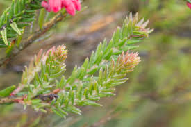 Image result for Agarista