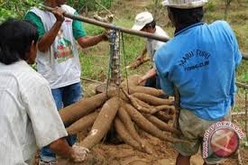 Ketela pohon/ubi kayu dapat ditanam secara tunggal (monokultur) atau tumpang sari dengan tanaman lain seperti kedelai, kacang tanah, dan lainnya. Bupati Bangka Ajak Masyarakat Tanam Singkong Casesa Antara News Bangka Belitung