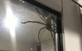 We did not find results for: Huntsman Spider Lurking Outside Door Gives Family A Scare