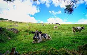 O arquipélago de açores fica no atlântico, distante cerca de 1600 km de portugal. Vacas Dos Acores Ligadas A Internet I Love Azores