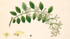 Image result for Salvadora persica