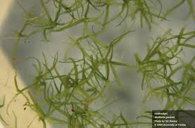 Image result for Wolffiella welwitschii