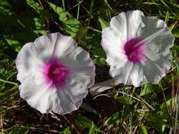 Image result for Ipomoea richardsiae