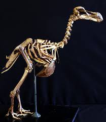 Check spelling or type a new query. Why The Dodo Deserves A New Reputation Audubon