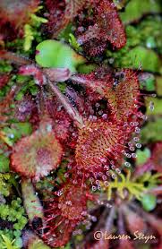 Image result for Drosera burkeana