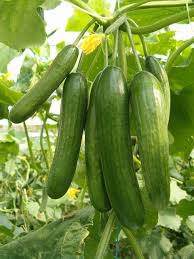 Salatalik Nasil Yetistirilir Salataligin Anavatani Hindistandir Fakat Uzun Yillardan Beri Ulkemizde Ve Bir Planting Vegetables Growing Cucumbers Fruit Plants