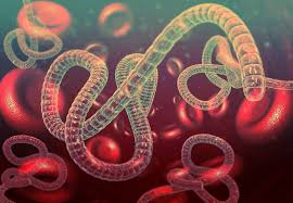 The first symptoms are usually fever, sore throat, muscle pain, and headaches. How Contagious Is Ebola Cdc Documents Compare Virus To Covid Delta Variant
