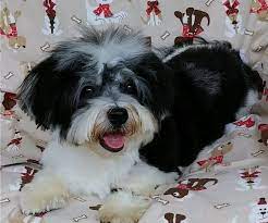 May 17, 2019 · i'm the breeder behind heartfelt havanese located in raleigh, nc. Havamalt Puppy For Sale In Winston Salem North Carolina Usa Adn 196943 On Puppyfinder Com Gender Male Puppies For Sale Havanese Puppies For Sale Puppies