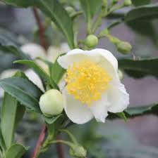 Image result for Camellia sinensis