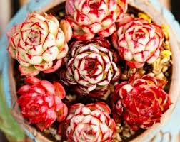 Image result for Kalanchoe rotundifolia