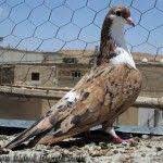 iran guvercinleri iranian high flyer pigeon guvercin alim satim sitesi hayvanlar guzel kuslar kedi