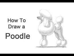 Follow along to learn how to draw a cute cartoon poodle easy, step by step art tutorial. How To Draw A Dog Poodle Youtube