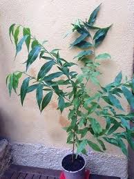 Epingle Sur Jardin Extraordinaire