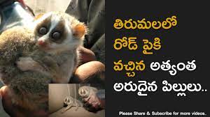Tirumala Hills Special Animal Devanga Pilli Known As Slender Lorises Fou Rare Animals Animals Special