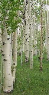 Birch Trees In Colorado Aspen Colorado Nature Tree Tree Aspen Trees