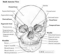 The axial skeleton includes the bones of the head, neck, chest and back. Anatomy Skull Anterior Bone View