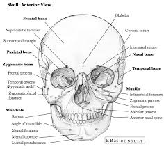 In many bones, the cancellous bone protects the innermost part of the bone, the bone marrow (say how bones grow. Anatomy Skull Anterior Bone View