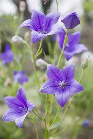 Maybe you would like to learn more about one of these? 22 Purple Flowers For Gardens Perennials Annuals With Purple Blossoms
