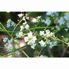 Image result for Crambe kilimandscharica