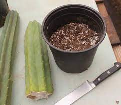 Quick and easy method for growing the san pedro cactus from seeds, without sterilizing the soil. How To Propagate Your San Pedro Cactus San Pedro Cacti Cactus Plants Growing Cactus From Seed