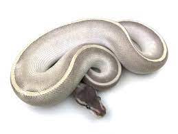 Pin On Sneks