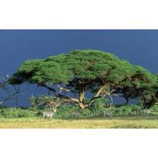 Image result for Acacia tortilis