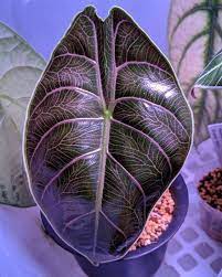 Alocasia Care Plants House Plants Unusual Plants