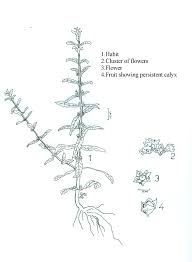 Image result for Ammannia baccifera