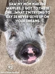 Don T Give Up On Your Dreams Pig Memes Dreaming Of You You Gave Up