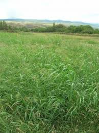 Image result for Panicum subalbidum