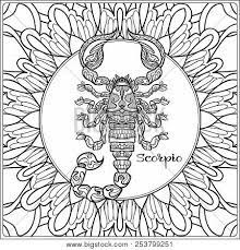 Download a free preview or high quality adobe illustrator ai, eps, pdf and high. Scorpio Decorative Vector Photo Free Trial Bigstock