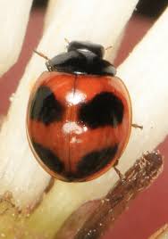 Image result for Exochaenium