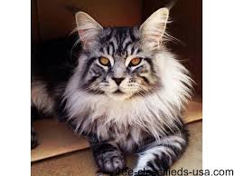 Maine coon cat for sale in oregon. Cute And Adorable Maine Coon Kittens Animals Alburtis Pennsylvania Announcement 58626