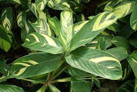 If you believe that plants make this world more beautiful, you'll fall in love with these 36 variegated indoor plants with patterns, blotches, smears, and stripes. Ctenanthe Lubbersiana Bamburanta Ctenanthe Never Never Plant North Carolina Extension Gardener Plant Toolbox