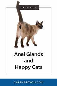 While you might just think that your cat is acting up (it's possible), there may be a reason for this strange — and smelly — behavior. Anal Glands And Happy Cats Cats Herd You