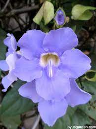 Sky Flower Thunbergia Grandiflora Beautiful Gardens Flowers Vines