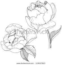 New Link Peony Drawing Flower Drawing Floral Drawing