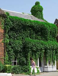 English ivy is a common ground cover for places where other things don't seem to grow. Why Ivy Creeping Up The Walls Of Your Home Could Actually Protect The Building Thanks To Thermal Shield Daily Mail Online
