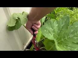 Ivan Doglod - YouTube